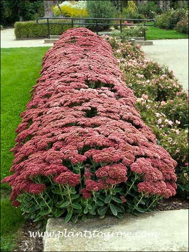 Sedum Autumn Joy (Hylotelephium) 
An excellent mass planting of Sedum Autumn Joy that has been here for many years.